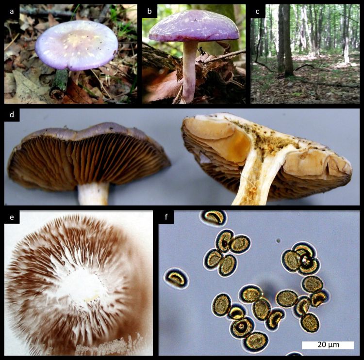 a) Top view showing the spotted appearance of the pileus. b) Side view showing the convex shape and viscous texture of the pileus. c) Habitat surrounding this collection. d) Gill spacing distant and attachment is to stipe. e) Brown spore print on white paper. f) Group of spores ranging in length between 8 and 10µm.