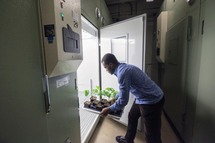 Isaac Osei-Bonsu tends to young bean plants.