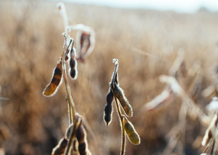 Closeup of a soybean plant