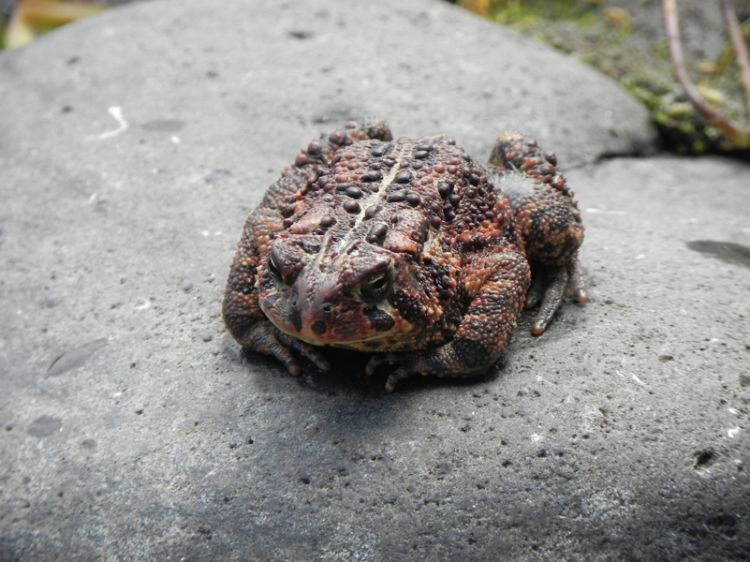 An American Toad is one of the Great Lakes amphibians featured in a newly revised book. Photo: Mary Bohling, Michigan Sea Grant