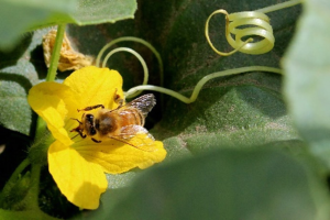Pollinator stewardship guide for vegetable growers