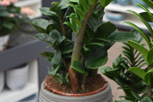My first indoor plant – Part 2: Popular indoor plant choices