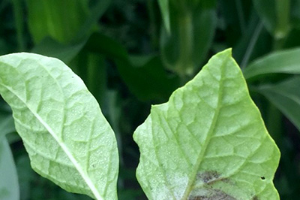Late blight found in potatoes in Michigan’s Branch County