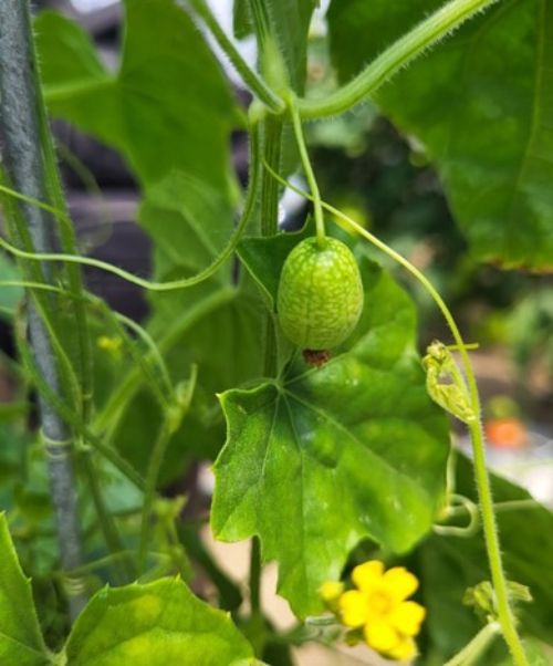 fruit on vine
