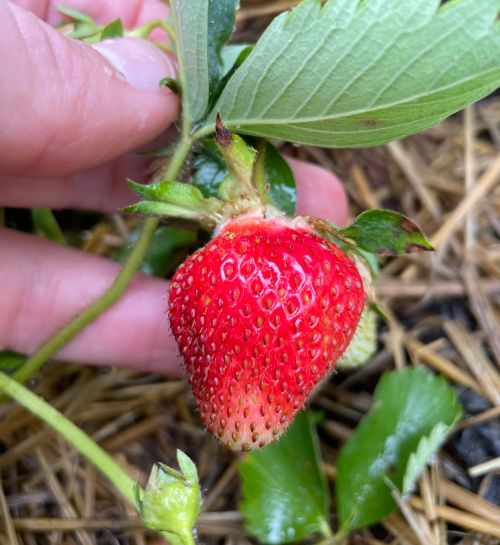 A strawberry.