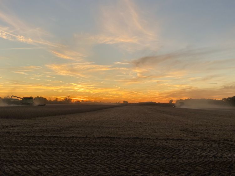 Field at sunset.