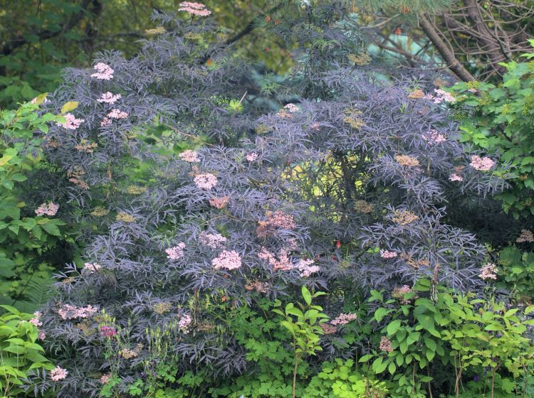A purple leafed variety of elderberry foliage with white florets