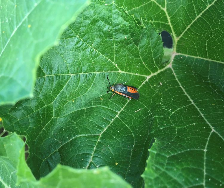 Squash vine borer adult