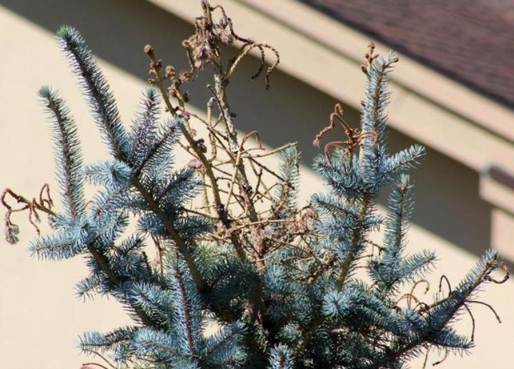 Terminal damage to spruce from white pine weevils. Photo credit: Whitney Cranshaw, Colorado State University, Bugwood.org