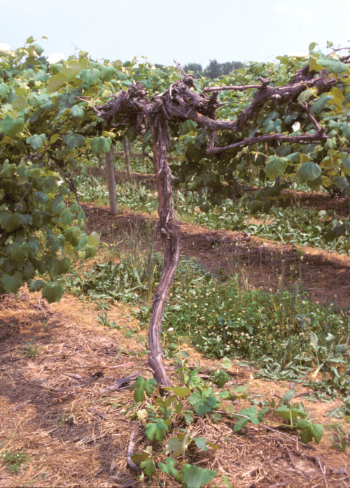  A dying vine. 