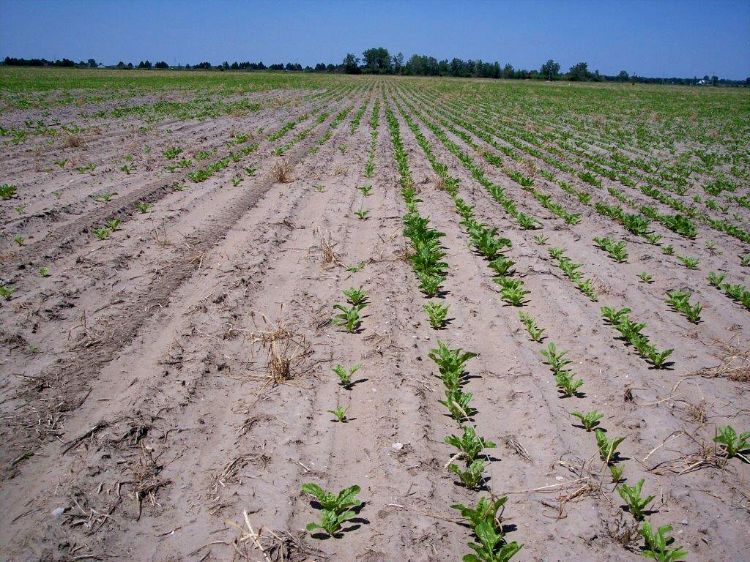 A poor sugarbeet stand. Beets could be spot planted in thin areas. All photos by Steven Poindexter, MSU Extension.