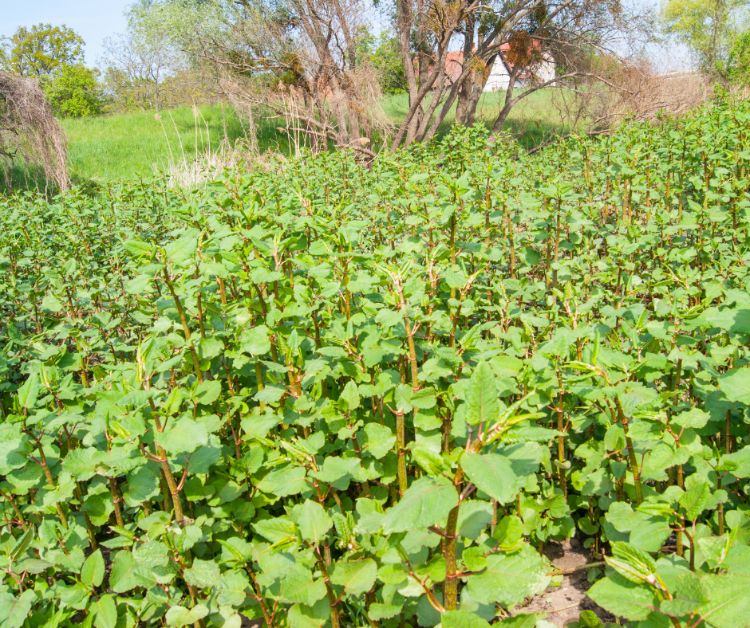 Japanese knotweed is infamous for its devastating ability to cause costly damage to property. It is recognizable by its bright green heart shaped leaves and white flowers that appear in late summer. Your local CISMA can offer recommendations for treatment and disposal.