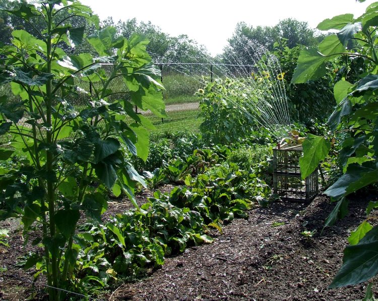 Focus on watering during the morning hours or mid-day when leaves dry off quickly. Photo credit: Rebecca Finneran, MSU Extension