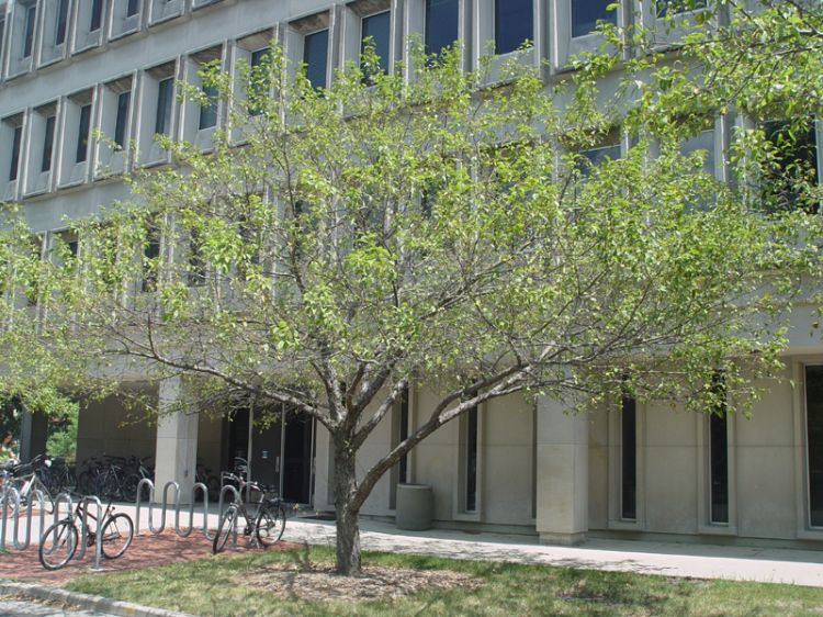 A crabapple tree showing midsummer defoliation