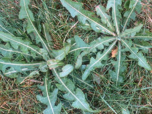  Perennial Sowthistle1.jpg 