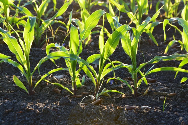 Corn growing in soil