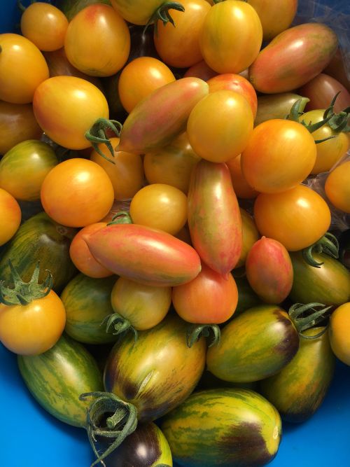Harvested tomatoes ready for farmer’s markets. Photo by Flint Ingredient Company.