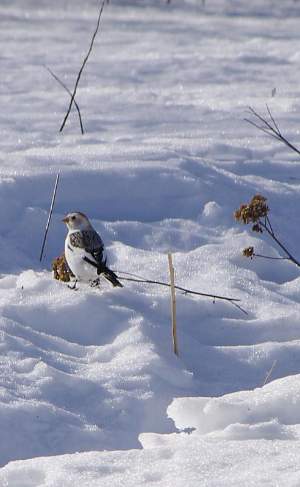 Exploring your world: Coping with cold through migration