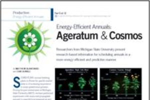Energy-efficient annuals 5: Ageratum & cosmos
