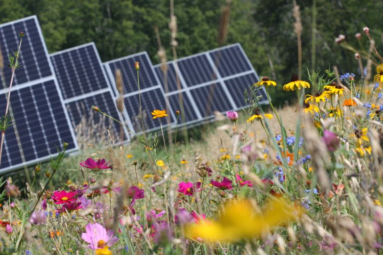 Solar array with pollinator-attractive plants
