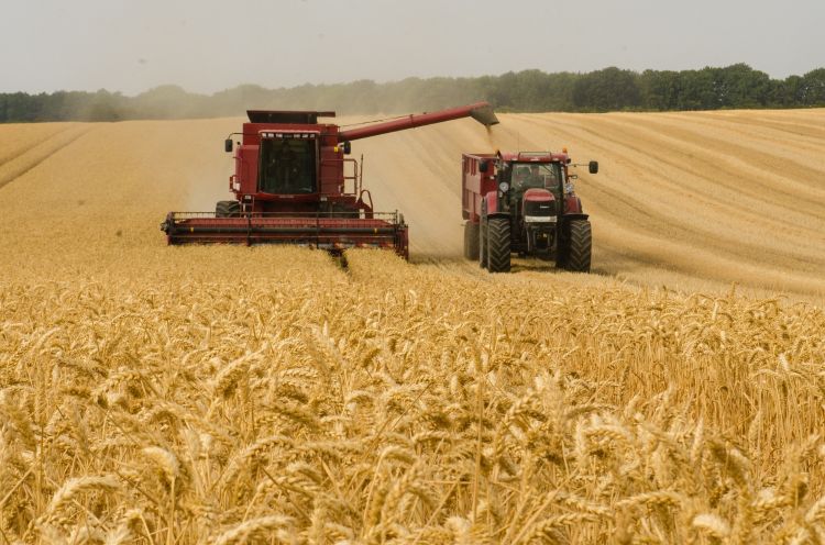 harvester in wheat field putting wheat into a harvesting bin