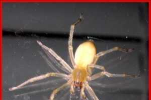 Yellow Sac Spiders Plant Pest Diagnostics