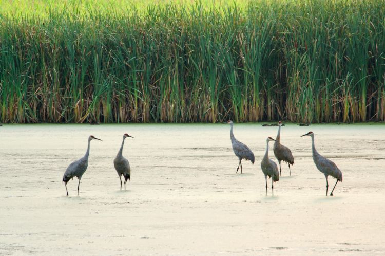 Coastal wetlands are among the most biologically productive ecosystems in the world, supporting an incredible variety of species. Photo: Michigan Sea Grant