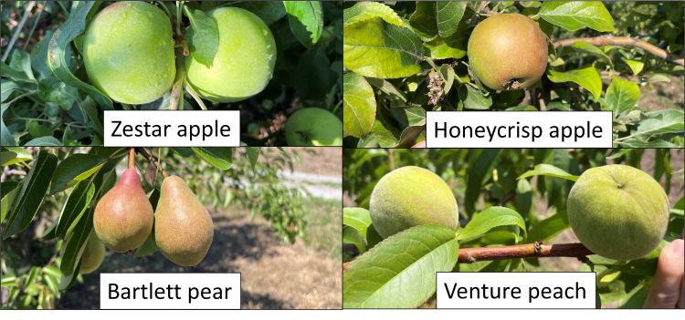 Stage of tree phenology for peach, apple, and pear.