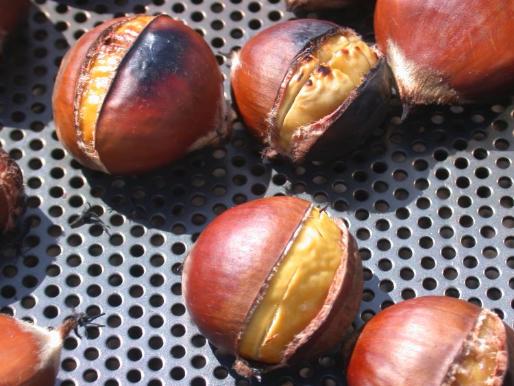 Thanks to Fulbright's work, Michigan chestnuts are a rising crop.