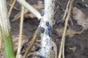 Recommendations for planting soybeans after soybeans
