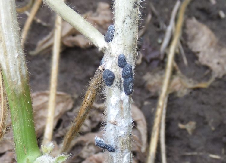 Black-colored mold on the stem of a soybean plant.