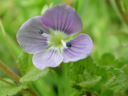 Corn Speedwell7.jpg