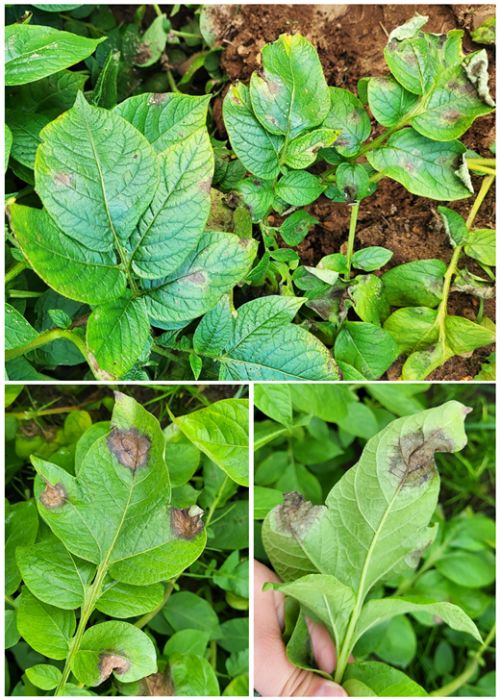 Composite image showing symptoms of potato late blight. The top image displays an entire infected plant. The bottom left shows water-soaked lesions with light green borders on the upper leaf surface. The bottom right shows fuzzy, gray-white growth along lesion margins on the underside of a leaf.