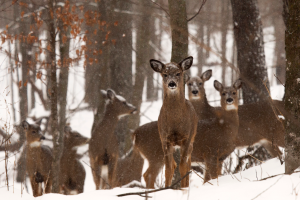Developing strategies to prevent chronic wasting disease