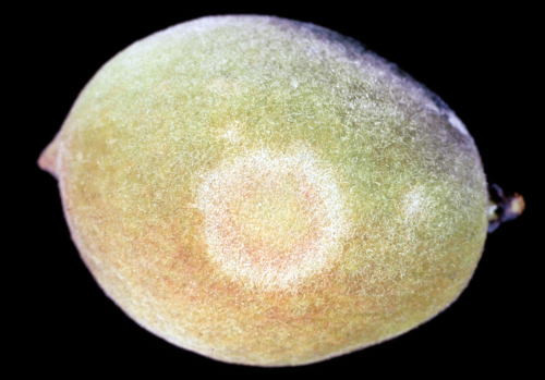  Infections on fruit start with white, circular spots. 