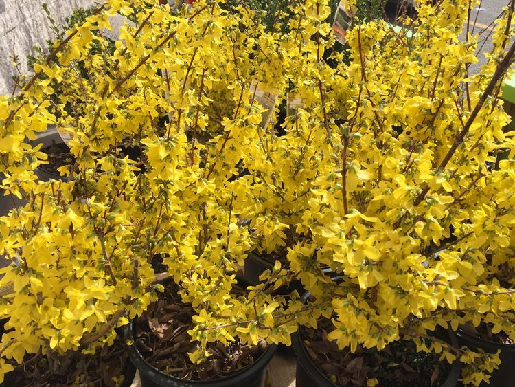 Forsythias