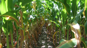 Soil Bacterial Community Composition following cover crops and corn nitrogen management