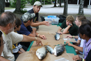 Is there a value in chemical modification of lake whitefish scales