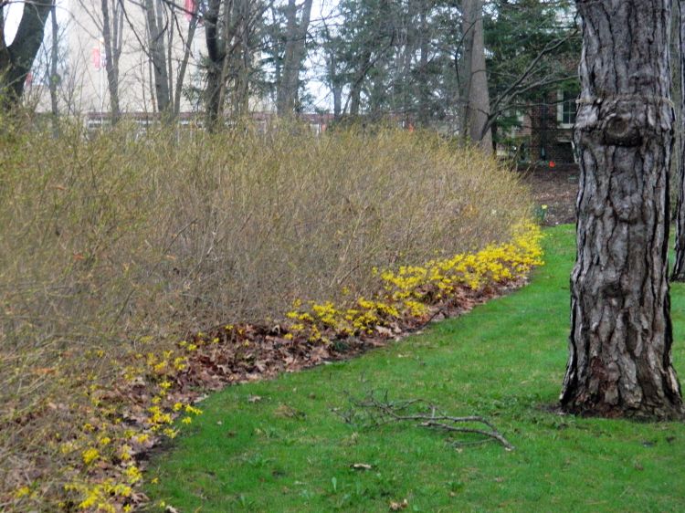Poor forsythia bloom. Photo credit: Mike Belco, Applewood