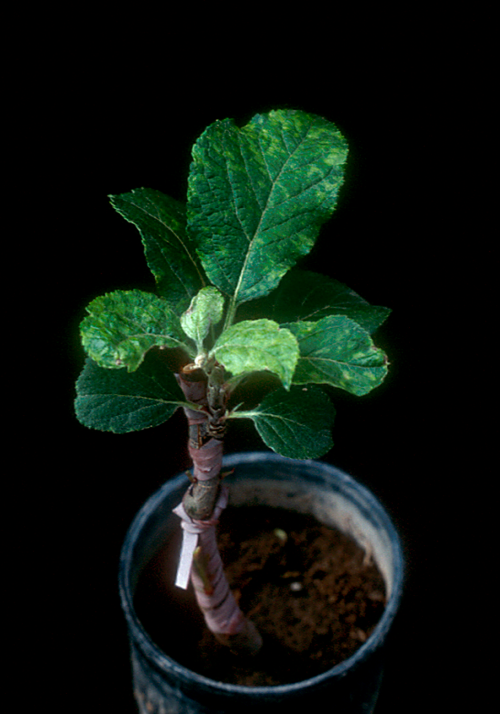  Apple chlorotic leaf spot virus: Leaves show chlorotic spots, distortion or stunting. 