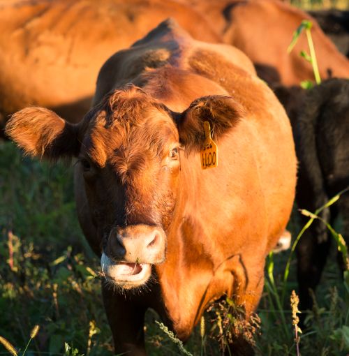 Jason Rowntree is looking at ways to increase locally sourced foods with particular emphasis on beef selection.