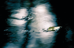 Changing photosynthesis during drought can increase plant resilience