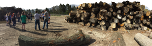 Sustainable Wood Recovery Initiative and MSU Shadows