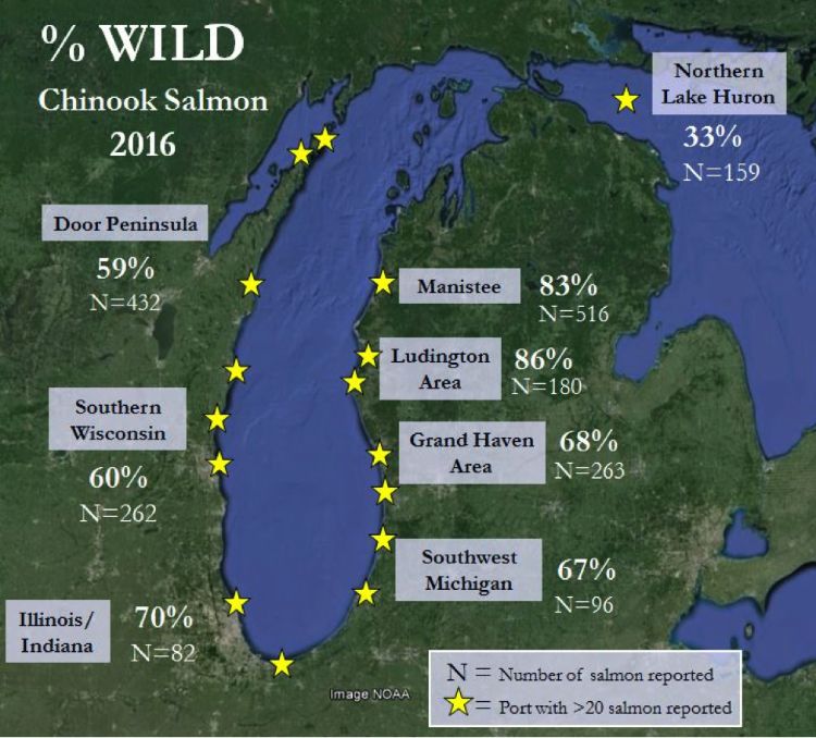Results from around Lake Michigan show that wild fish make up the majority of the catch, especially in Michigan ports near high-quality tributaries like the Manistee River and Pere Marquette River.