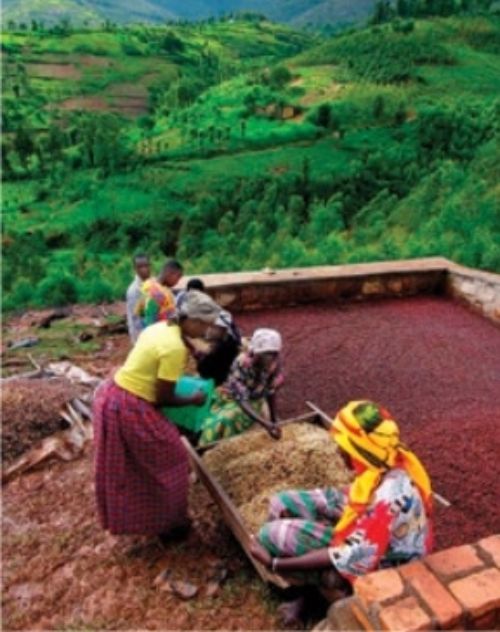 Farm-level Coffee Processing in Rural Rwanda