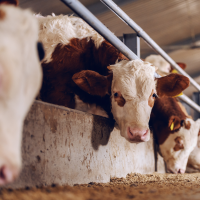 Hereford calves eating at a feedbunk inside a barn.