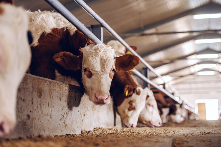 Hereford calves eating at a feedbunk inside a barn.
