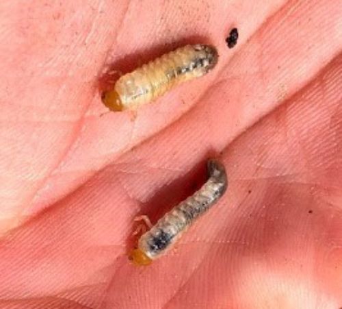 Asiatic garden beetle larvae