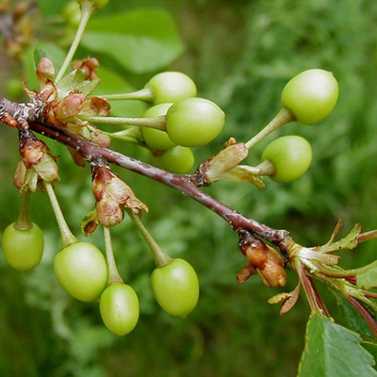 Cherry growth pauses at pit hardening as the pit and the seed inside develop. After the seed develops, the cells of the fruit will expand. The fruit will change color and ripen. Photo by Mark Longstroth, MSU Extension.