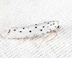 Michigan insects in the garden – Season 2 Week 8: Ermine moths